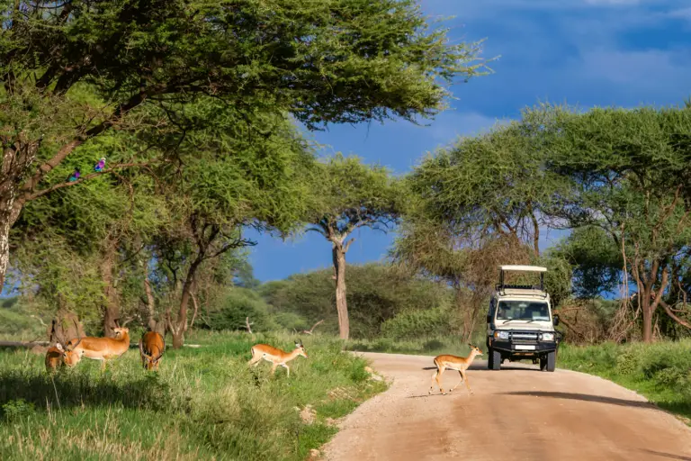 Africa Safari vehicle on a drive during a gazelle crossing