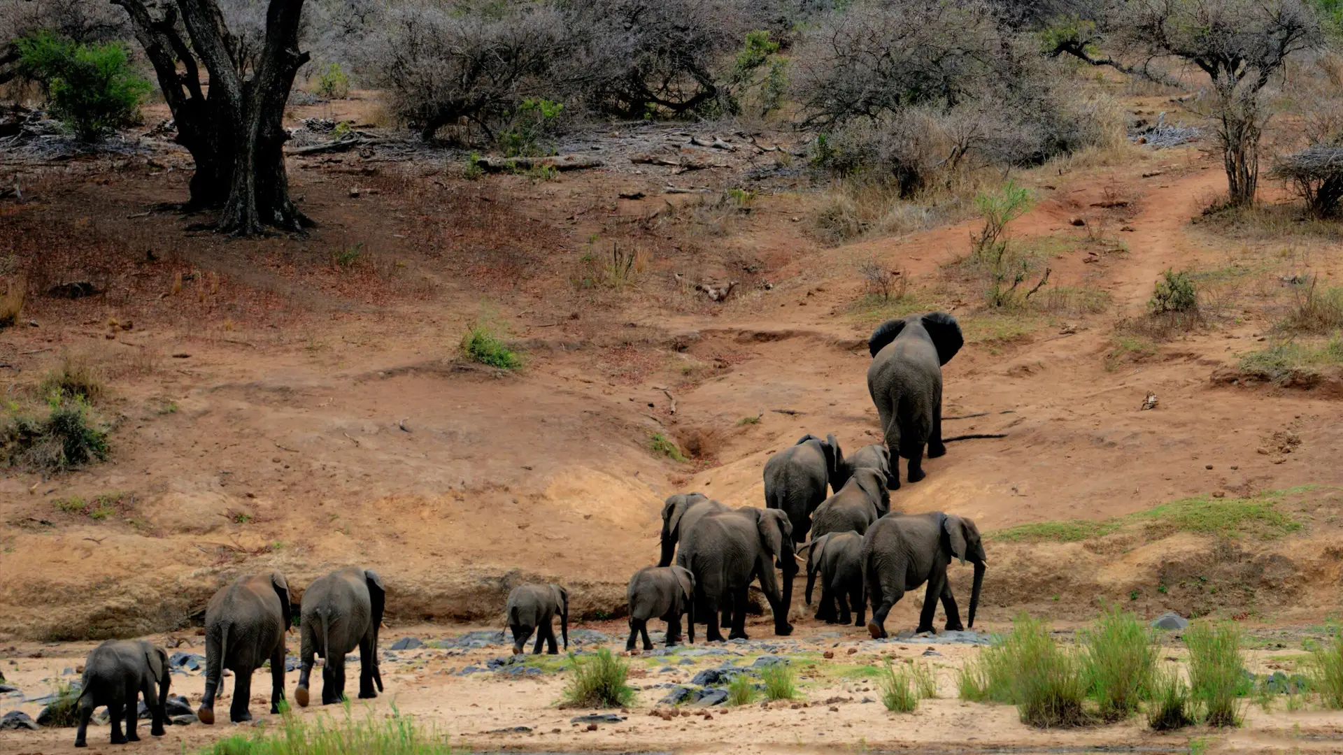 Nyerere Elephants crossing a river bank in Tanzania Africa