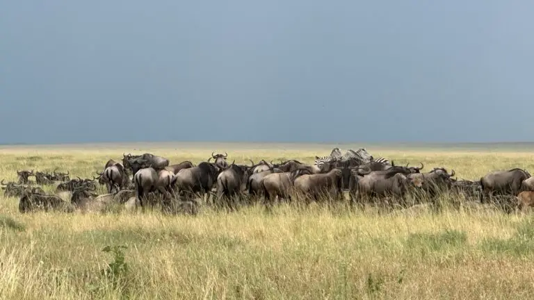 Wildebeest heard with zebras in the Plains of the Serengeti Tanzania