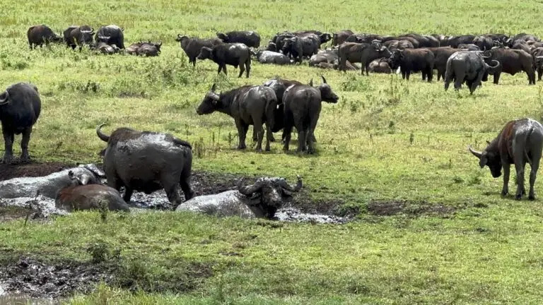 Water Buffalo taking a mud bath on an African Lux Safaris drive