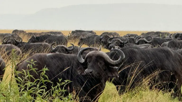 Water Buffalo heard in the rain on an African Safari in Serengeti