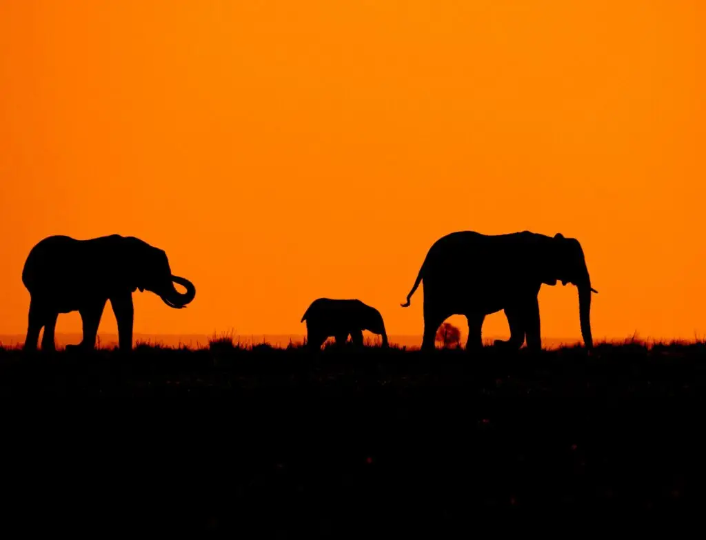 African Elephants at dusk in the serengeti