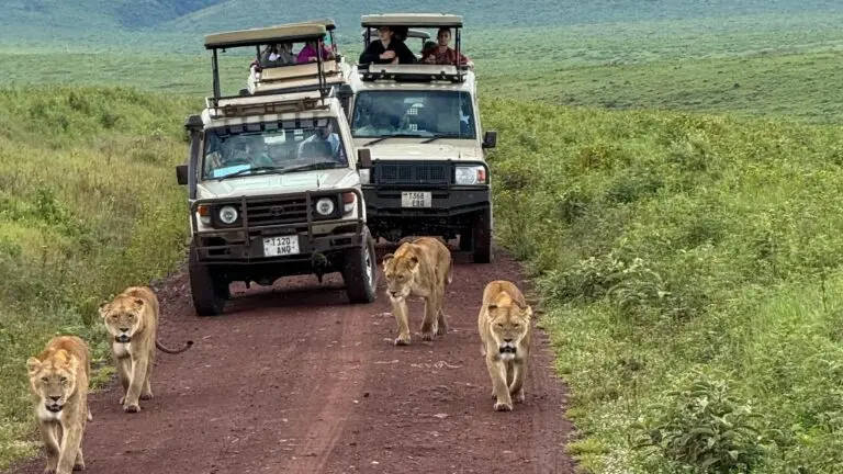 Following lions on a hunt in the Ngorongoro crater floor in a Safari vehicle.