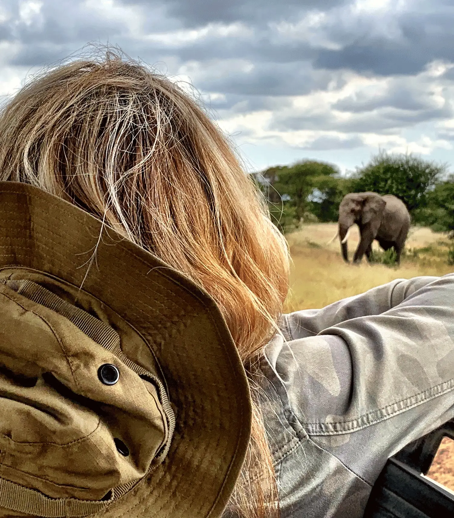 Watching and Elephant graze during a Safari