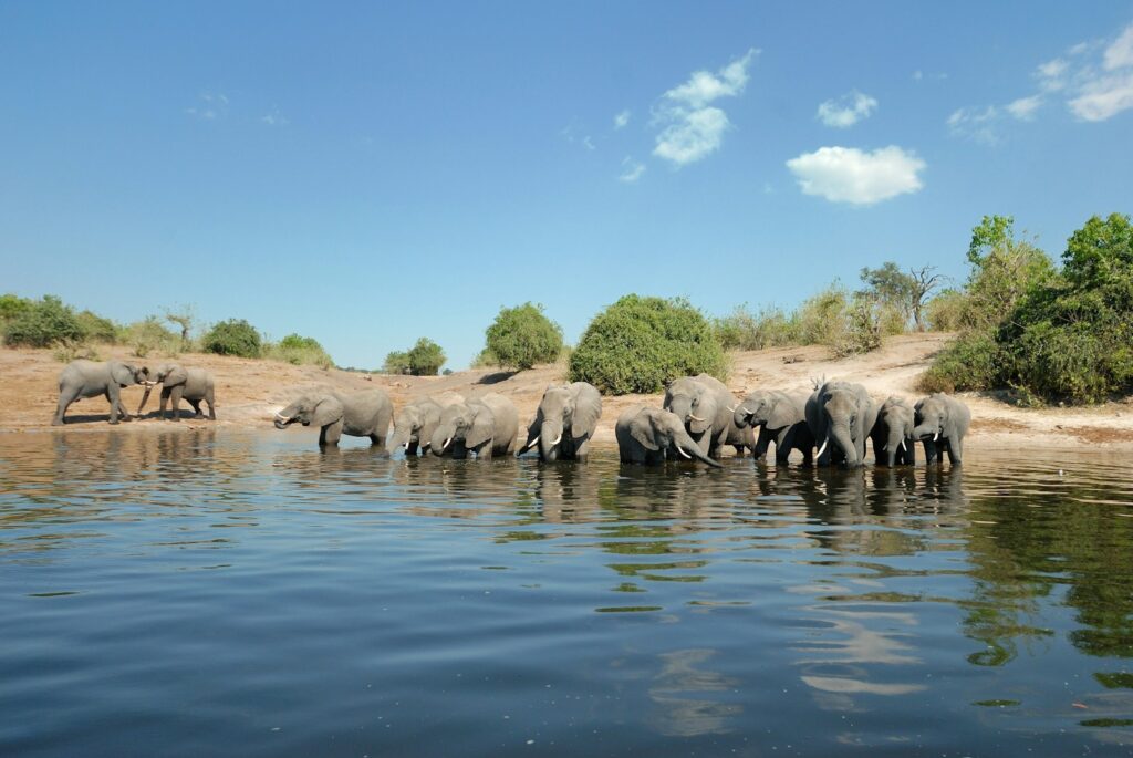 safari wildlife tanzania