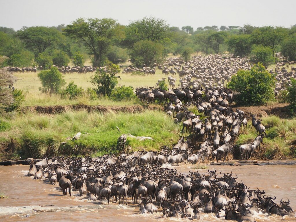 wildebeest migration