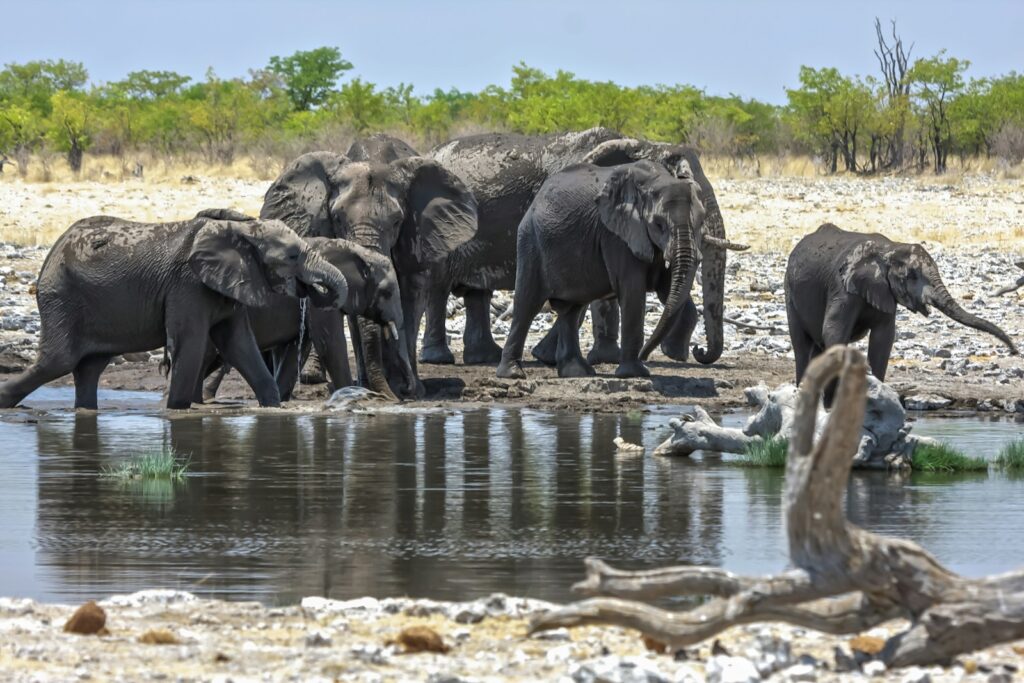 Namibia group of elephants