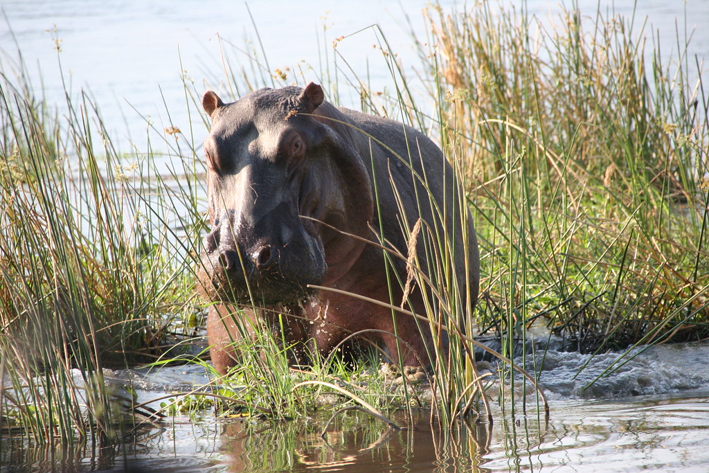 Hippo, Zambezi River, Mana Pools National Park, Zimbabwe