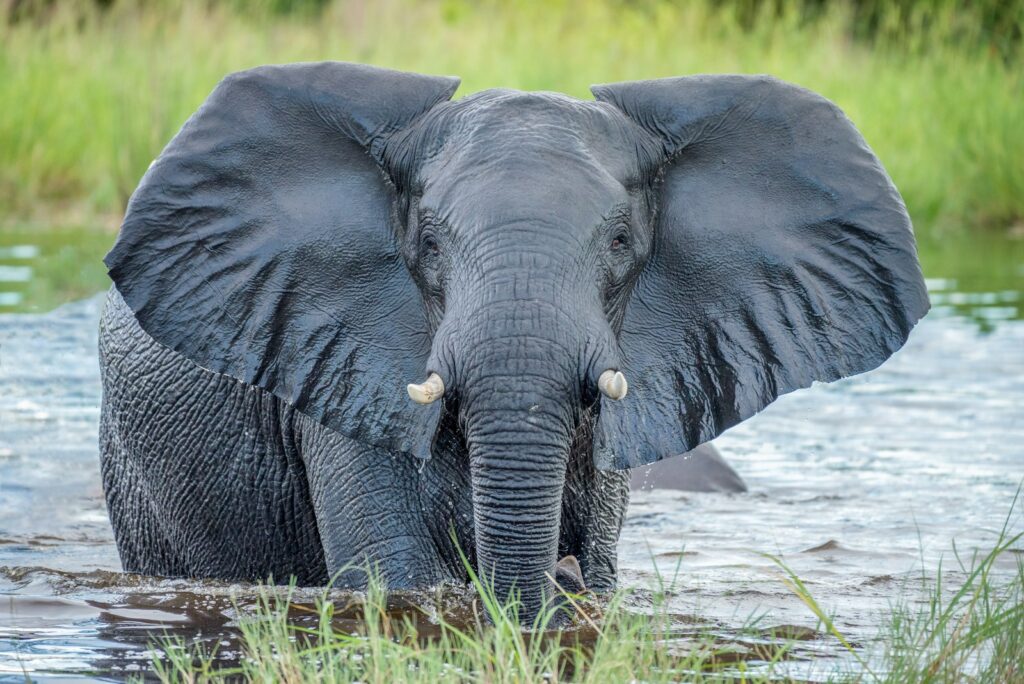 grey elephant in Botswana water